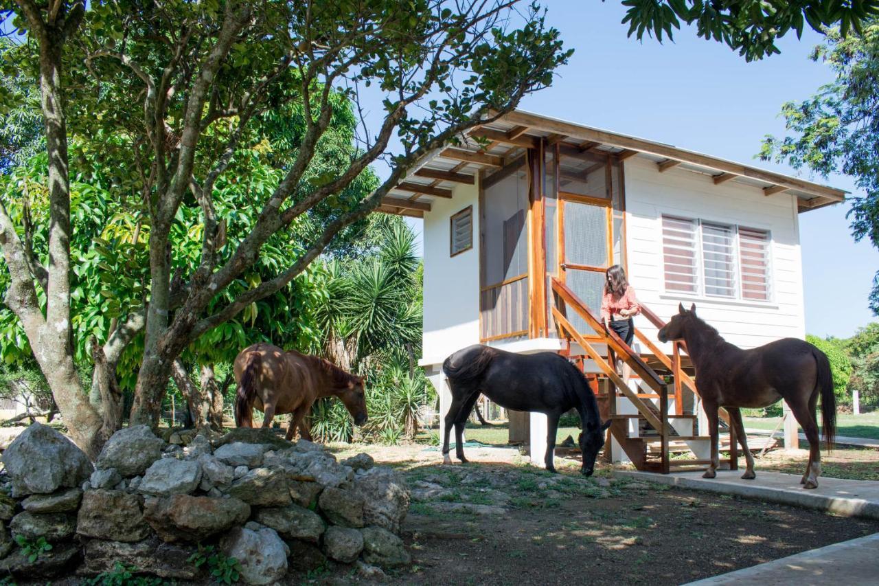 Horse Cottage Sarteneja Bagian luar foto