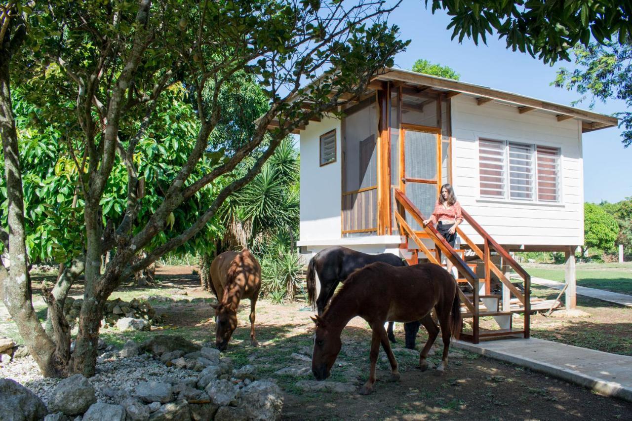 Horse Cottage Sarteneja Bagian luar foto