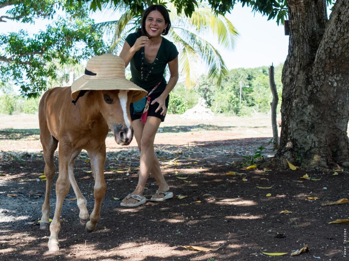 Horse Cottage Sarteneja Bagian luar foto