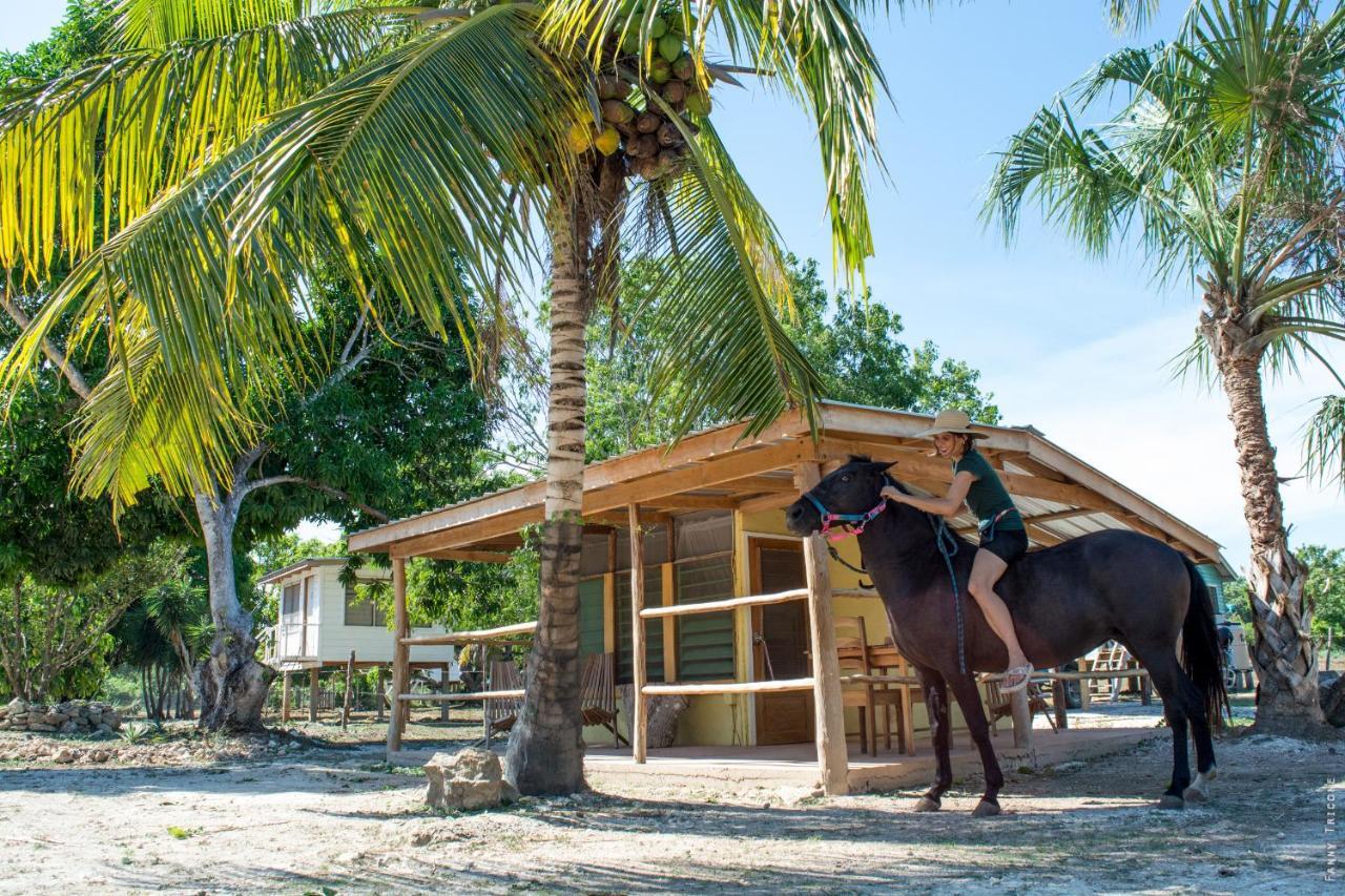 Horse Cottage Sarteneja Bagian luar foto